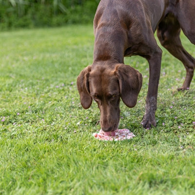 Trixie Lick'n'snack Mat Met Zuignappen Siliconen Salie