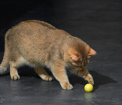 Eti Dynamische Speelbal Kat Assorti